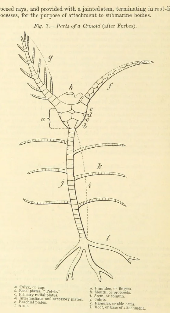 An illustration from Figures of Characteristic British Fossils: with descriptive remarks. vol. 1. Palæozoic, 1867, leaf 96