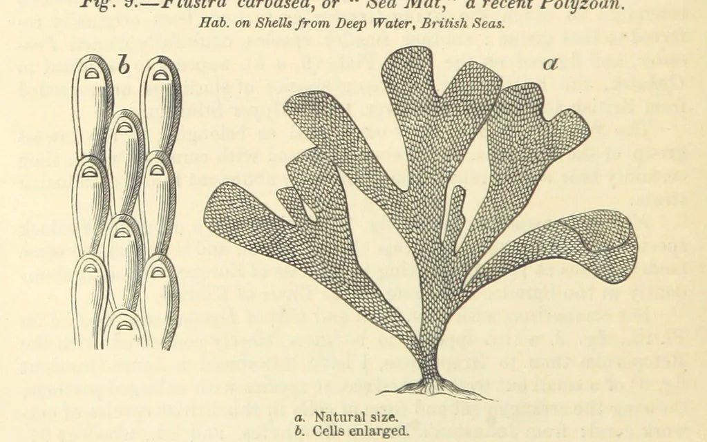An illustration from Figures of Characteristic British Fossils: with descriptive remarks. vol. 1. Palæozoic, 1867, leaf 98