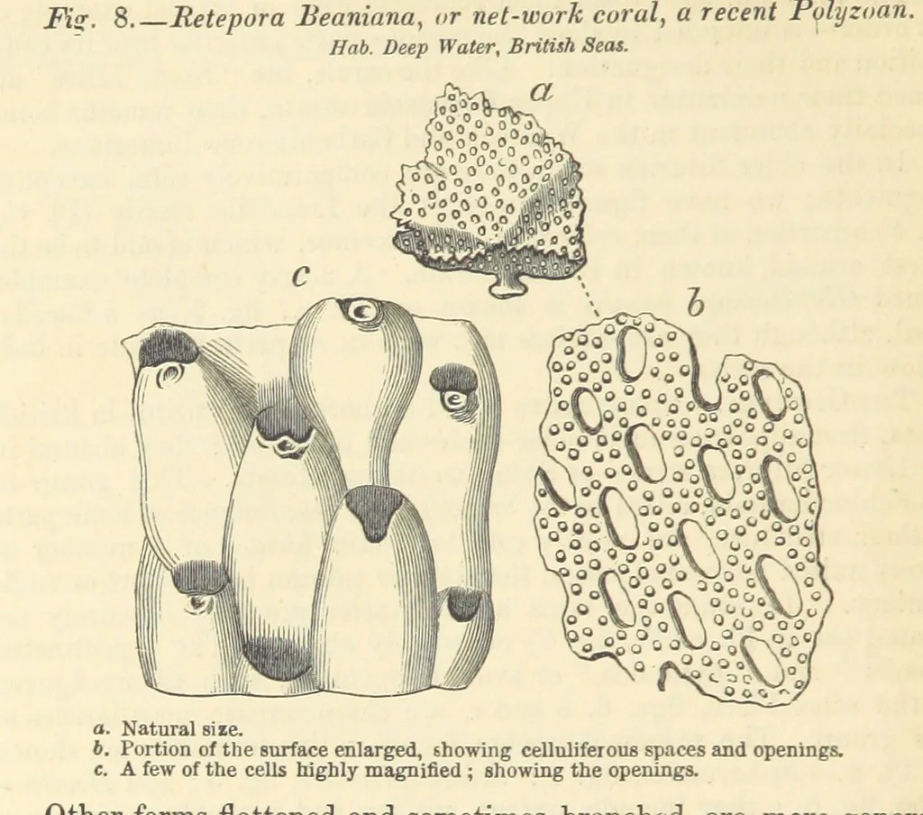 An illustration from Figures of Characteristic British Fossils: with descriptive remarks. vol. 1. Palæozoic, 1867, leaf 98