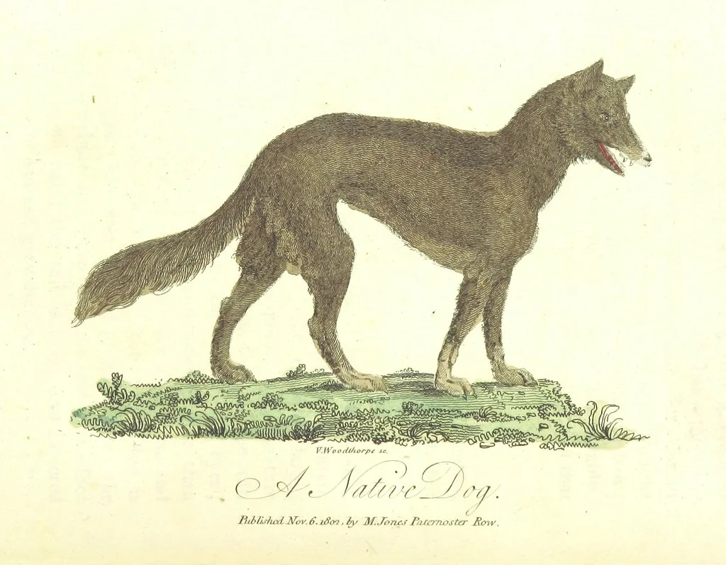 An illustration from The History of New South Wales, including Botany Bay, Port Jackson, Pamaratta [sic], Sydney, and all its dependancies ... with the customs and manners of the natives, and an account of the English colony, from its foundation to the present time ... Enriched with ... coloured prints, 1810, leaf 458