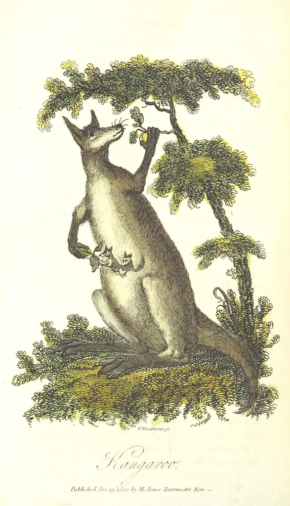 An illustration from The History of New South Wales, including Botany Bay, Port Jackson, Pamaratta [sic], Sydney, and all its dependancies ... with the customs and manners of the natives, and an account of the English colony, from its foundation to the present time ... Enriched with ... coloured prints, 1810, leaf 462