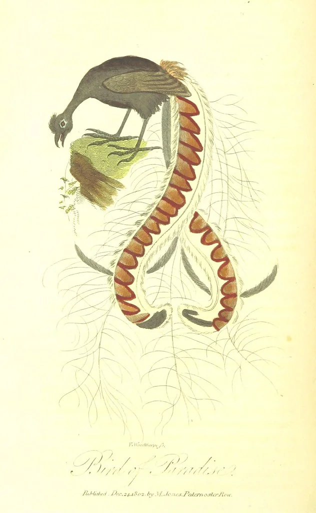 An illustration from The History of New South Wales, including Botany Bay, Port Jackson, Pamaratta [sic], Sydney, and all its dependancies ... with the customs and manners of the natives, and an account of the English colony, from its foundation to the present time ... Enriched with ... coloured prints, 1810, leaf 470