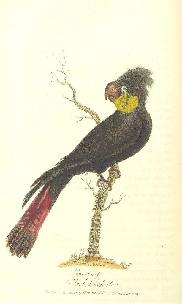 An illustration from The History of New South Wales, including Botany Bay, Port Jackson, Pamaratta [sic], Sydney, and all its dependancies ... with the customs and manners of the natives, and an account of the English colony, from its foundation to the present time ... Enriched with ... coloured prints, 1810, leaf 474