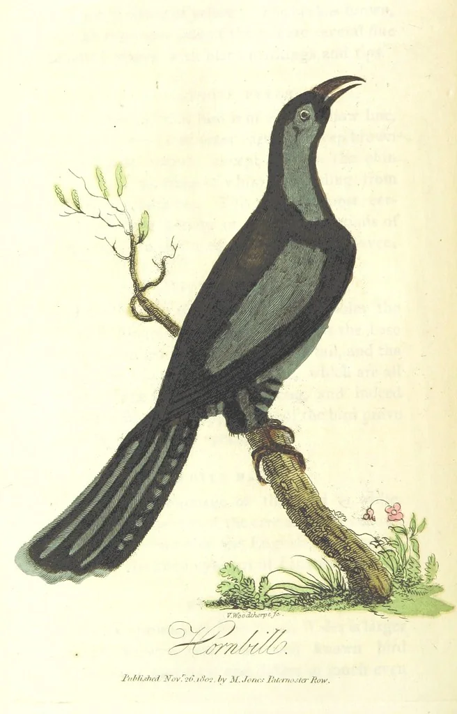 An illustration from The History of New South Wales, including Botany Bay, Port Jackson, Pamaratta [sic], Sydney, and all its dependancies ... with the customs and manners of the natives, and an account of the English colony, from its foundation to the present time ... Enriched with ... coloured prints, 1810, leaf 478