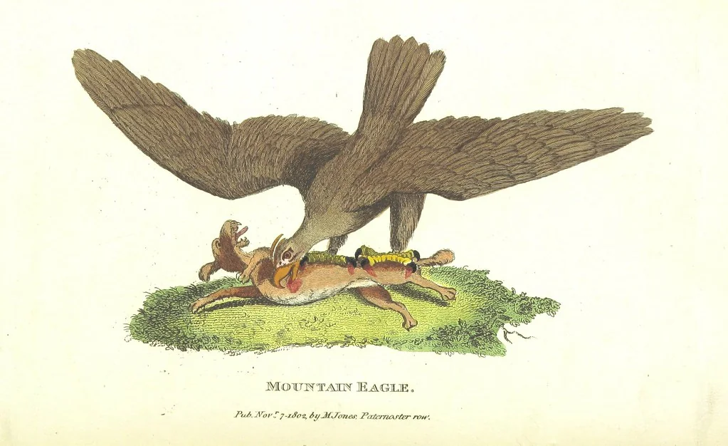 An illustration from The History of New South Wales, including Botany Bay, Port Jackson, Pamaratta [sic], Sydney, and all its dependancies ... with the customs and manners of the natives, and an account of the English colony, from its foundation to the present time ... Enriched with ... coloured prints, 1810, leaf 482