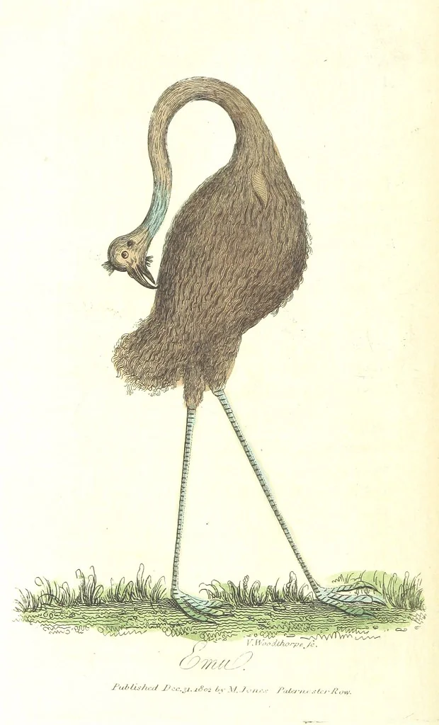 An illustration from The History of New South Wales, including Botany Bay, Port Jackson, Pamaratta [sic], Sydney, and all its dependancies ... with the customs and manners of the natives, and an account of the English colony, from its foundation to the present time ... Enriched with ... coloured prints, 1810, leaf 486
