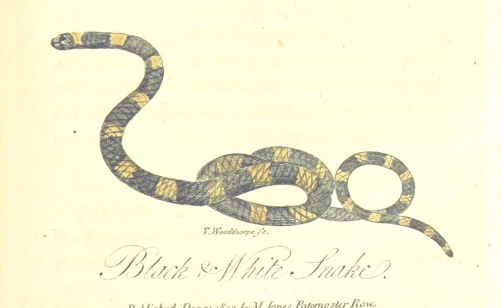 An illustration from The History of New South Wales, including Botany Bay, Port Jackson, Pamaratta [sic], Sydney, and all its dependancies ... with the customs and manners of the natives, and an account of the English colony, from its foundation to the present time ... Enriched with ... coloured prints, 1810, leaf 493