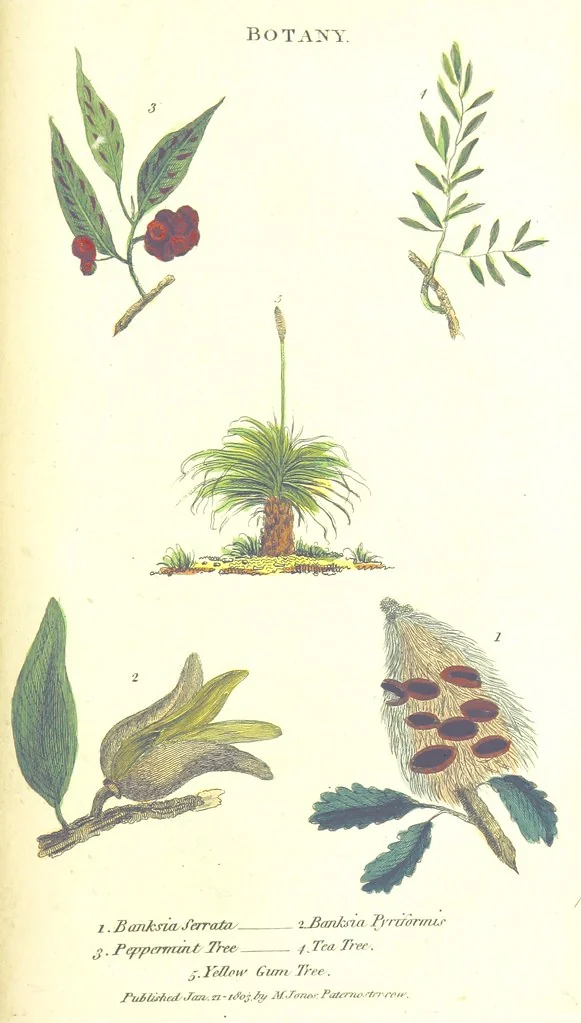 An illustration from The History of New South Wales, including Botany Bay, Port Jackson, Pamaratta [sic], Sydney, and all its dependancies ... with the customs and manners of the natives, and an account of the English colony, from its foundation to the present time ... Enriched with ... coloured prints, 1810, leaf 501