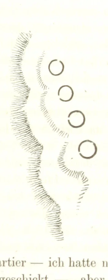 An illustration from Reisen und Entdeckungen in Nord- und Central-Afrika in den Jahren 1849 bis 1855. Von Dr. H. Barth. Tagebuch seiner im Auftrag der Brittischen Regierung unternommenen Reise ... Mit Karten, Holzschnitten und Bildern. L.P, 1857, leaf 347