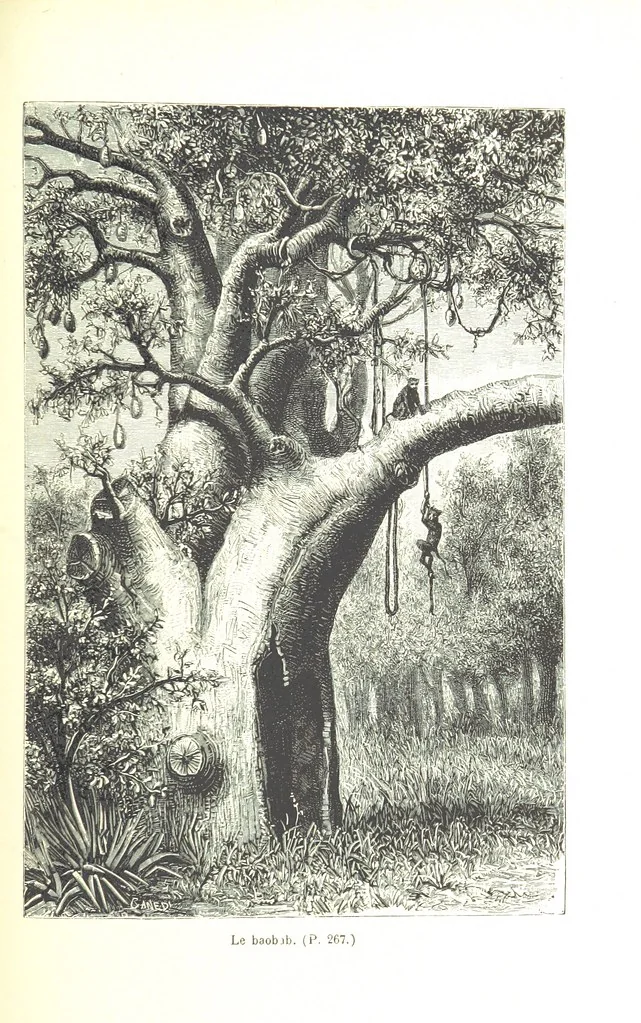 An illustration from A travers le Zanguebar. Voyage ... Par les PP. Baur et Le Roy ... Orné de 45 gravures ... Deuxième édition, 1887, leaf 269