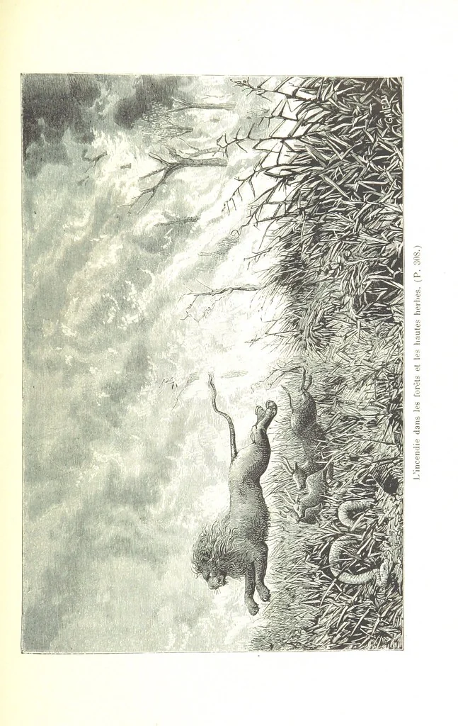 An illustration from A travers le Zanguebar. Voyage ... Par les PP. Baur et Le Roy ... Orné de 45 gravures ... Deuxième édition, 1887, leaf 313