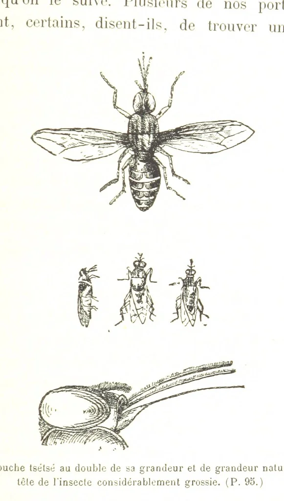 An illustration from A travers le Zanguebar. Voyage ... Par les PP. Baur et Le Roy ... Orné de 45 gravures ... Deuxième édition, 1887, leaf 97