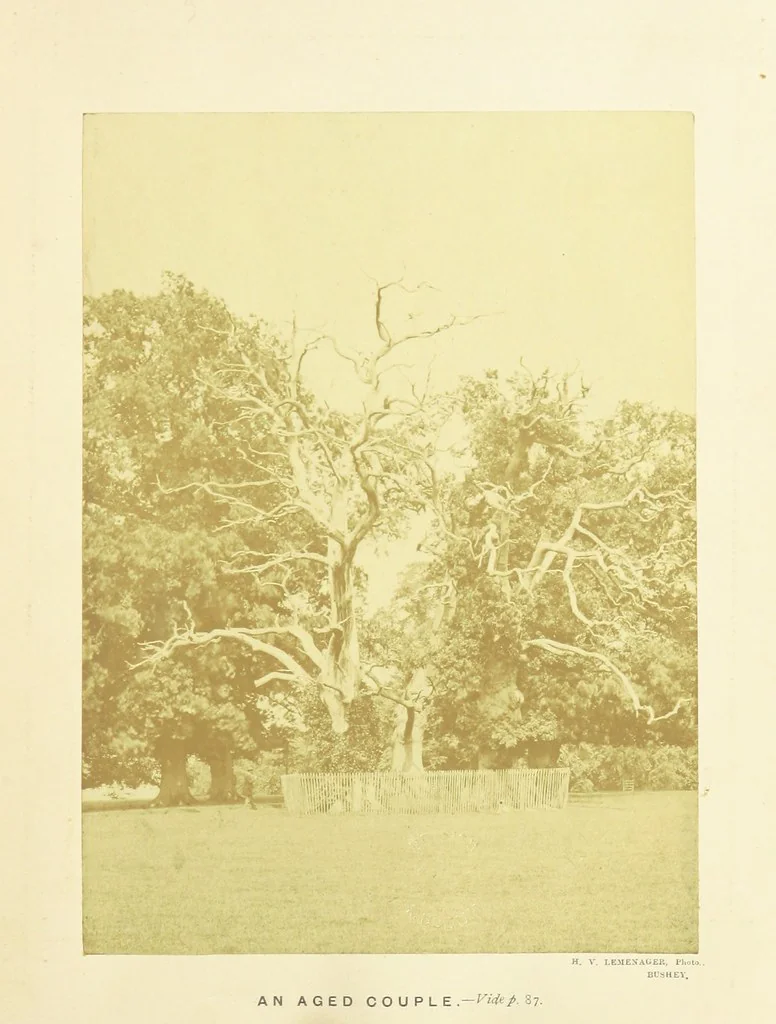 An illustration from Moor Park, with a biographical sketch of its principal proprietors ... Illustrated with photographs, 1871, leaf 25