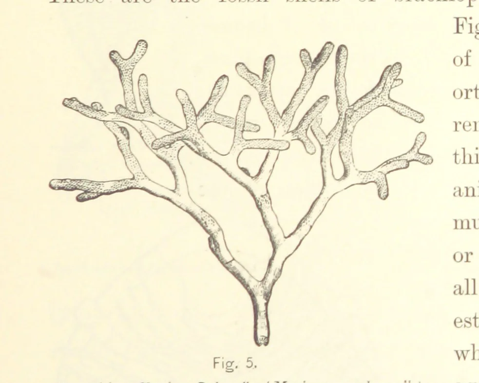 An illustration from Gately's World's Progress. A general history of the earth's construction and of the advancement of mankind ... Edited by C. E. Beale. Édition de luxe, 1886, leaf 29