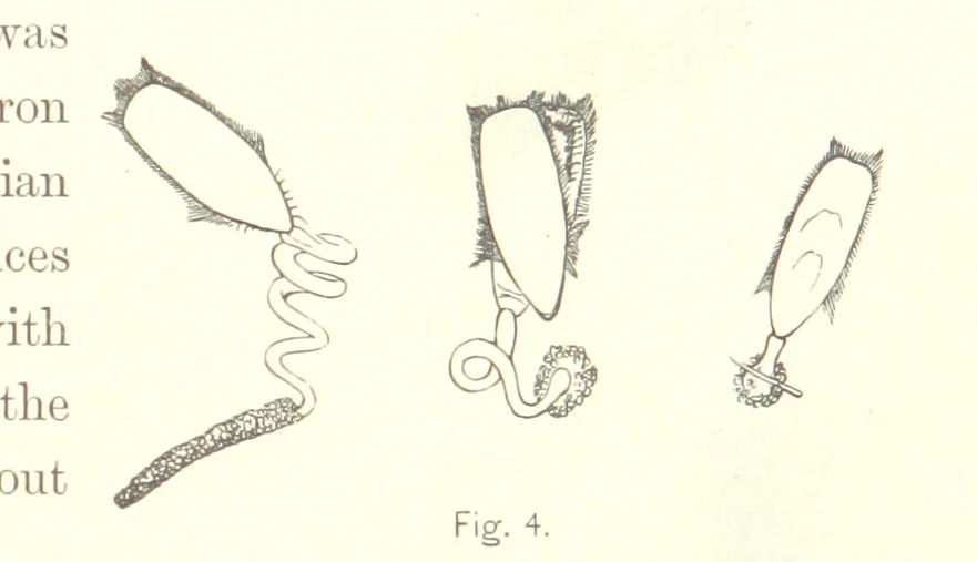 An illustration from Gately's World's Progress. A general history of the earth's construction and of the advancement of mankind ... Edited by C. E. Beale. Édition de luxe, 1886, leaf 29