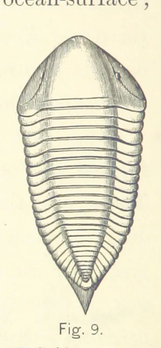An illustration from Gately's World's Progress. A general history of the earth's construction and of the advancement of mankind ... Edited by C. E. Beale. Édition de luxe, 1886, leaf 30