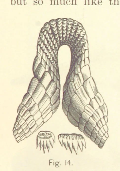 An illustration from Gately's World's Progress. A general history of the earth's construction and of the advancement of mankind ... Edited by C. E. Beale. Édition de luxe, 1886, leaf 31