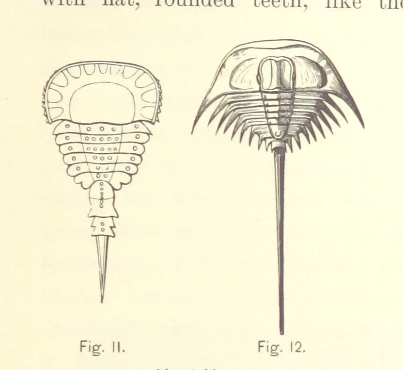 An illustration from Gately's World's Progress. A general history of the earth's construction and of the advancement of mankind ... Edited by C. E. Beale. Édition de luxe, 1886, leaf 31