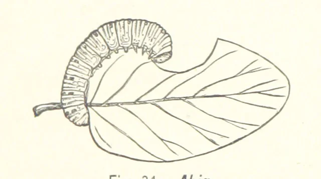 An illustration from Gately's World's Progress. A general history of the earth's construction and of the advancement of mankind ... Edited by C. E. Beale. Édition de luxe, 1886, leaf 56