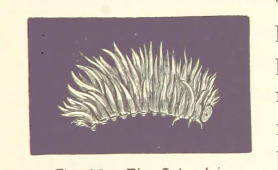 An illustration from Gately's World's Progress. A general history of the earth's construction and of the advancement of mankind ... Edited by C. E. Beale. Édition de luxe, 1886, leaf 57