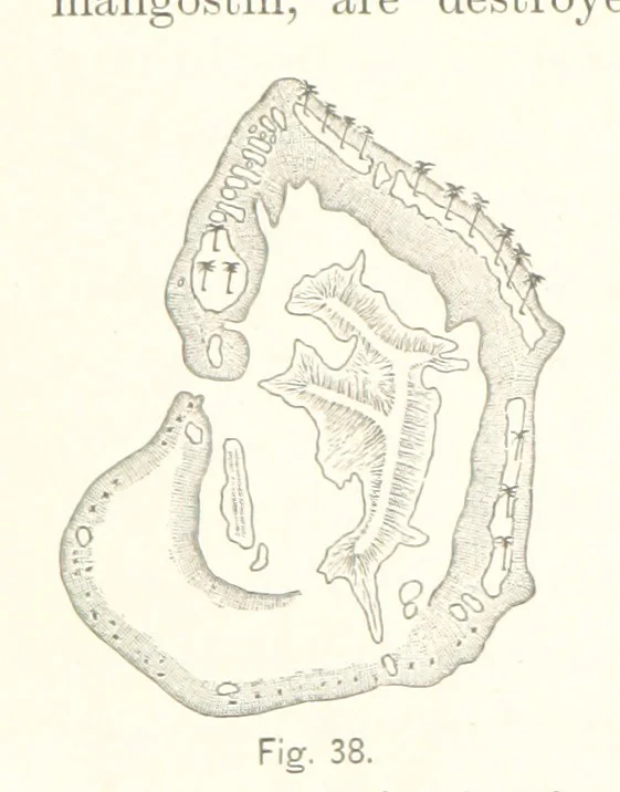 An illustration from Gately's World's Progress. A general history of the earth's construction and of the advancement of mankind ... Edited by C. E. Beale. Édition de luxe, 1886, leaf 60