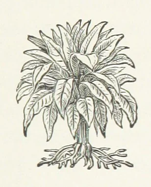 An illustration from Walks about Warrington towards the beginning of the present century, etc, 1887, leaf 121