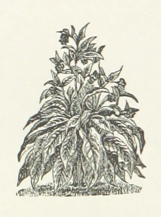 An illustration from Walks about Warrington towards the beginning of the present century, etc, 1887, leaf 194