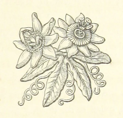 An illustration from The White Wife; with other stories, supernatural, romantic and legendary; collected and illustrated by Cuthbert Bede, 1865, leaf 131