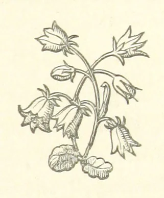 An illustration from The White Wife; with other stories, supernatural, romantic and legendary; collected and illustrated by Cuthbert Bede, 1865, leaf 135