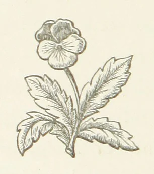 An illustration from The White Wife; with other stories, supernatural, romantic and legendary; collected and illustrated by Cuthbert Bede, 1865, leaf 164