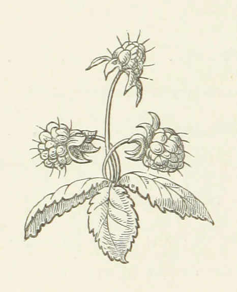 An illustration from The White Wife; with other stories, supernatural, romantic and legendary; collected and illustrated by Cuthbert Bede, 1865, leaf 18