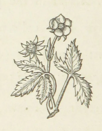 An illustration from The White Wife; with other stories, supernatural, romantic and legendary; collected and illustrated by Cuthbert Bede, 1865, leaf 20
