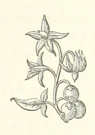 An illustration from The White Wife; with other stories, supernatural, romantic and legendary; collected and illustrated by Cuthbert Bede, 1865, leaf 245