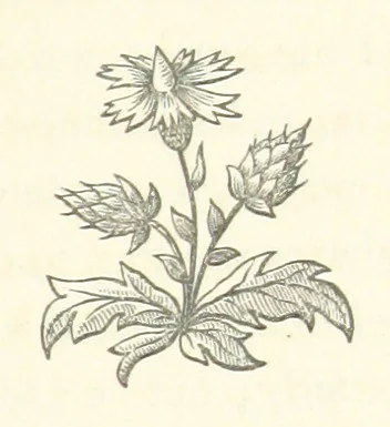 An illustration from The White Wife; with other stories, supernatural, romantic and legendary; collected and illustrated by Cuthbert Bede, 1865, leaf 257