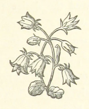 An illustration from The White Wife; with other stories, supernatural, romantic and legendary; collected and illustrated by Cuthbert Bede, 1865, leaf 263