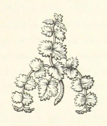 An illustration from The White Wife; with other stories, supernatural, romantic and legendary; collected and illustrated by Cuthbert Bede, 1865, leaf 37