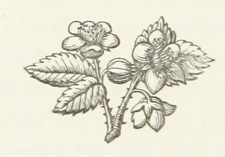 An illustration from The White Wife; with other stories, supernatural, romantic and legendary; collected and illustrated by Cuthbert Bede, 1865, leaf 62