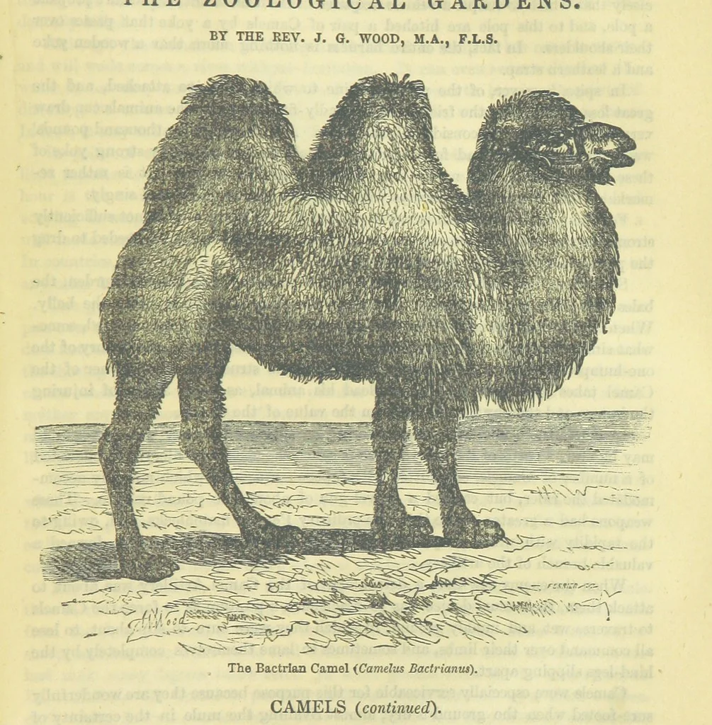 An illustration from Beeton's Brave Tales, Bold Ballads, and Travels and Perils by Land and Sea. Illustrated ... Edited by S. O. Beeton, 1872, leaf 1083