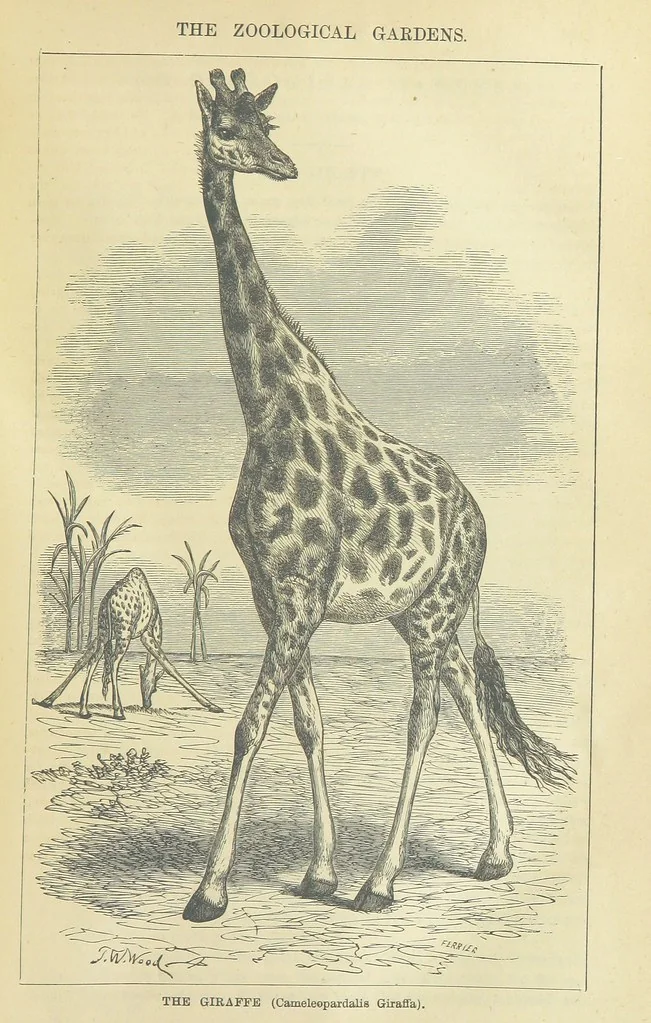 An illustration from Beeton's Brave Tales, Bold Ballads, and Travels and Perils by Land and Sea. Illustrated ... Edited by S. O. Beeton, 1872, leaf 151