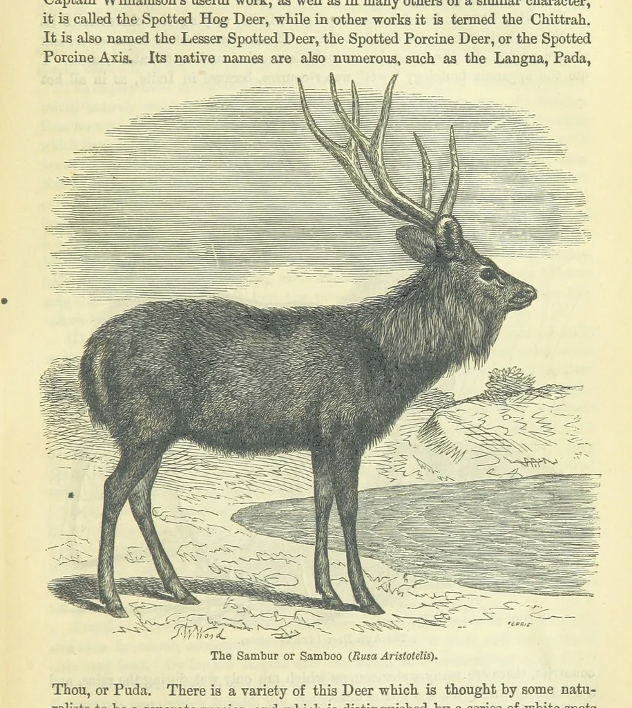An illustration from Beeton's Brave Tales, Bold Ballads, and Travels and Perils by Land and Sea. Illustrated ... Edited by S. O. Beeton, 1872, leaf 363