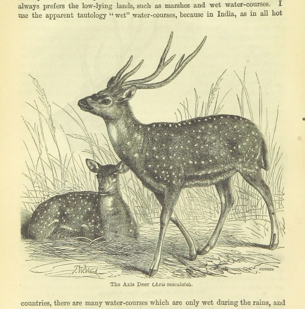 An illustration from Beeton's Brave Tales, Bold Ballads, and Travels and Perils by Land and Sea. Illustrated ... Edited by S. O. Beeton, 1872, leaf 364