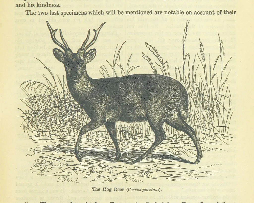 An illustration from Beeton's Brave Tales, Bold Ballads, and Travels and Perils by Land and Sea. Illustrated ... Edited by S. O. Beeton, 1872, leaf 367