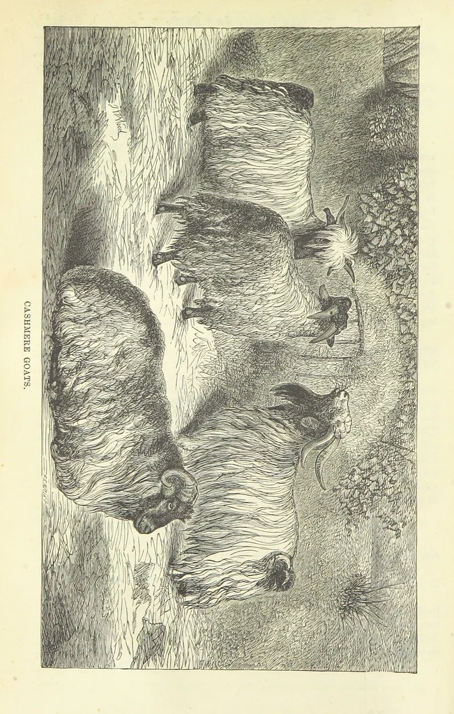 An illustration from Beeton's Brave Tales, Bold Ballads, and Travels and Perils by Land and Sea. Illustrated ... Edited by S. O. Beeton, 1872, leaf 50