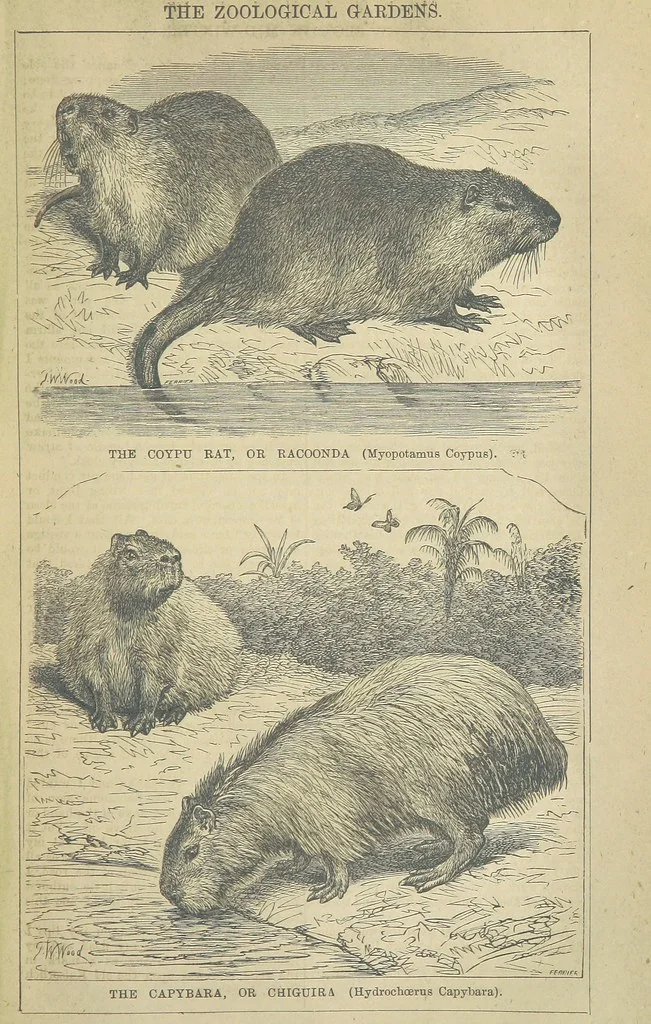 An illustration from Beeton's Brave Tales, Bold Ballads, and Travels and Perils by Land and Sea. Illustrated ... Edited by S. O. Beeton, 1872, leaf 525