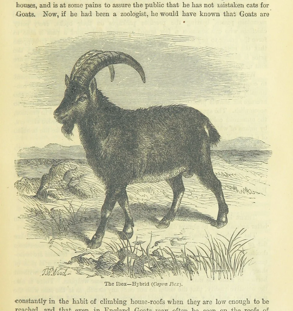 An illustration from Beeton's Brave Tales, Bold Ballads, and Travels and Perils by Land and Sea. Illustrated ... Edited by S. O. Beeton, 1872, leaf 55