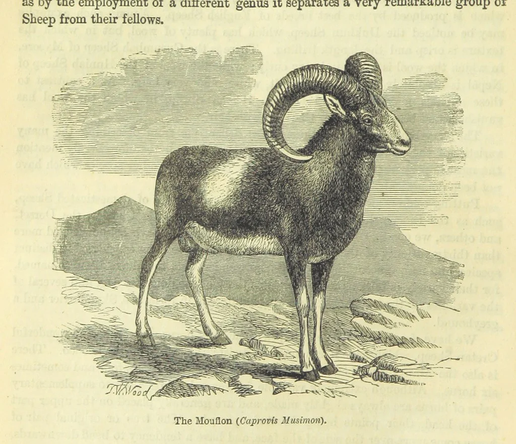 An illustration from Beeton's Brave Tales, Bold Ballads, and Travels and Perils by Land and Sea. Illustrated ... Edited by S. O. Beeton, 1872, leaf 58