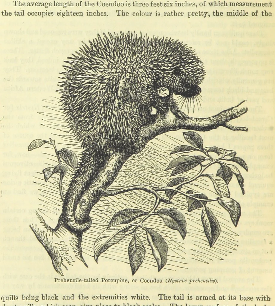 An illustration from Beeton's Brave Tales, Bold Ballads, and Travels and Perils by Land and Sea. Illustrated ... Edited by S. O. Beeton, 1872, leaf 588
