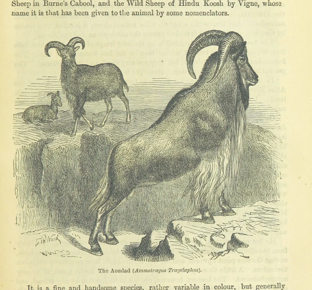 An illustration from Beeton's Brave Tales, Bold Ballads, and Travels and Perils by Land and Sea. Illustrated ... Edited by S. O. Beeton, 1872, leaf 59