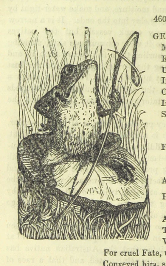 An illustration from Beeton's Brave Tales, Bold Ballads, and Travels and Perils by Land and Sea. Illustrated ... Edited by S. O. Beeton, 1872, leaf 692