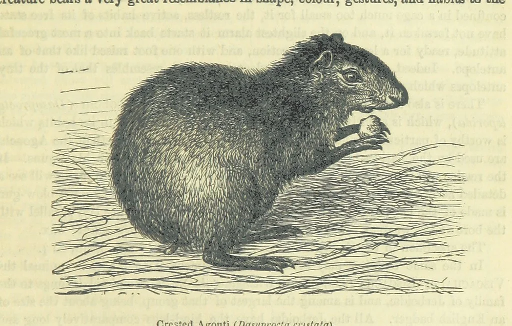 An illustration from Beeton's Brave Tales, Bold Ballads, and Travels and Perils by Land and Sea. Illustrated ... Edited by S. O. Beeton, 1872, leaf 709